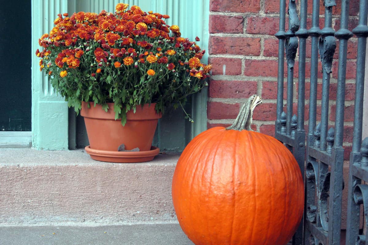 A huge pumpkin and a gorgeous dark red vase full of mums on the side of the door