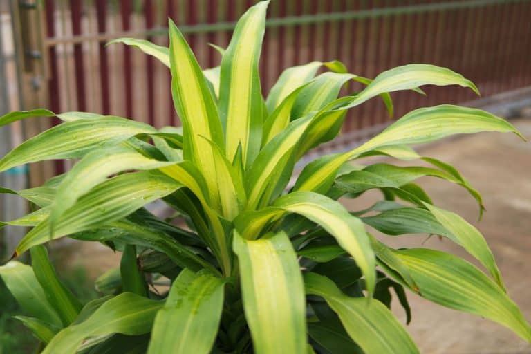 How Big Do Dracaena Plants Get: The Full Scoop On Size & Space Requirements