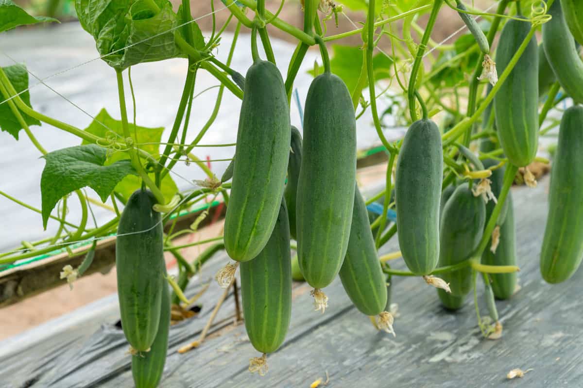 Ready for harvest cucumbers in the garden