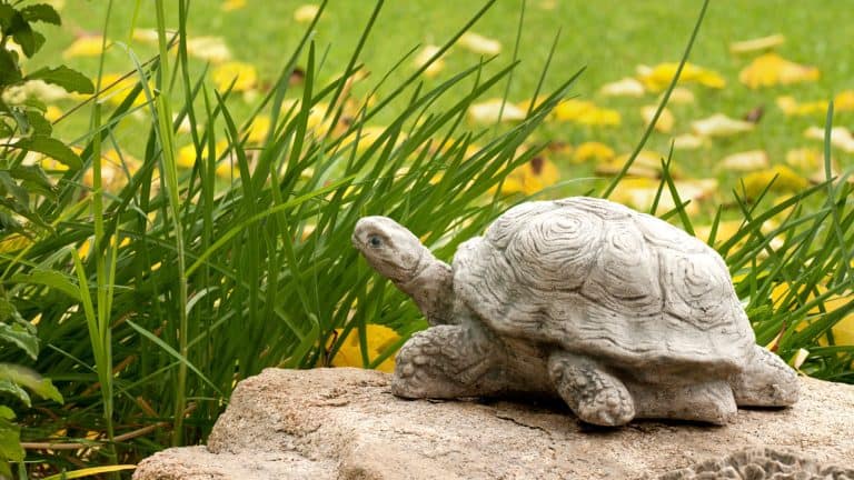 A turtle standing on a rock at the garden - Beneficial Garden Critters You Might Not Know About - 1600x900
