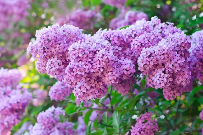 Branch of lilac flowers with the leaves, Does Lilac Have Invasive Roots? Insights For Smart Gardening