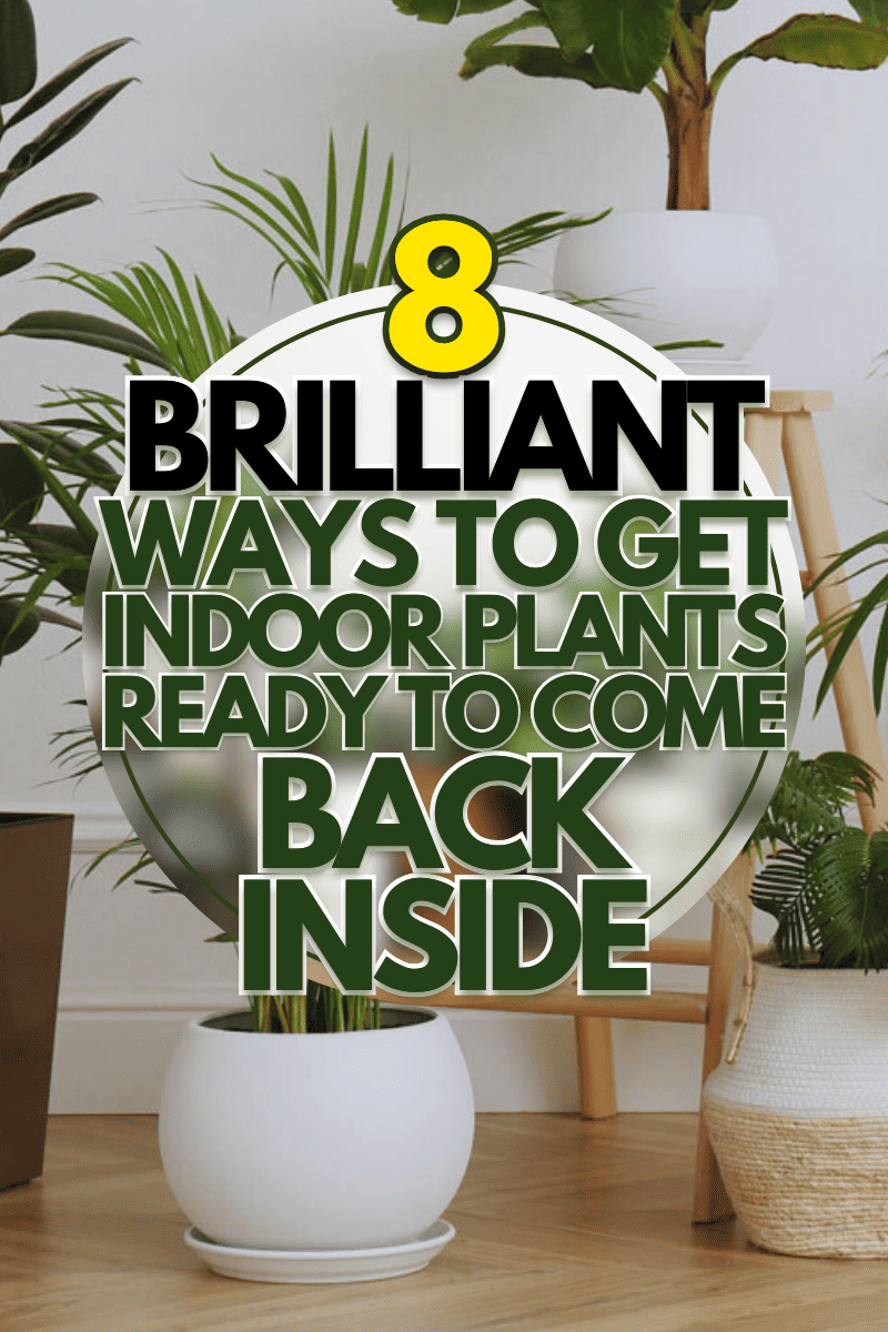 Different beautiful indoor plants in room. - 8 Brilliant Ways To Get Indoor Plants Ready To Come Back Inside