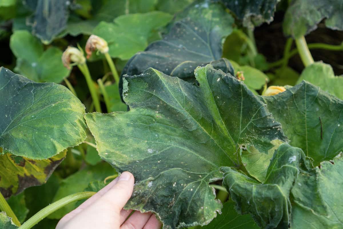 gardener holding a leaf infected with Bacteria wilt