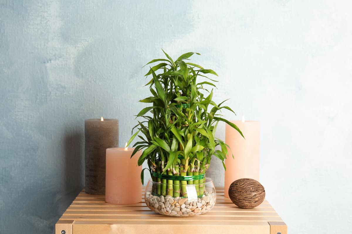 Bamboo plant inside the house