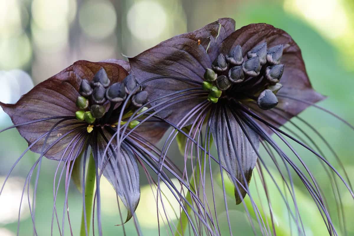 Gorgeous dark petals of Bat flower