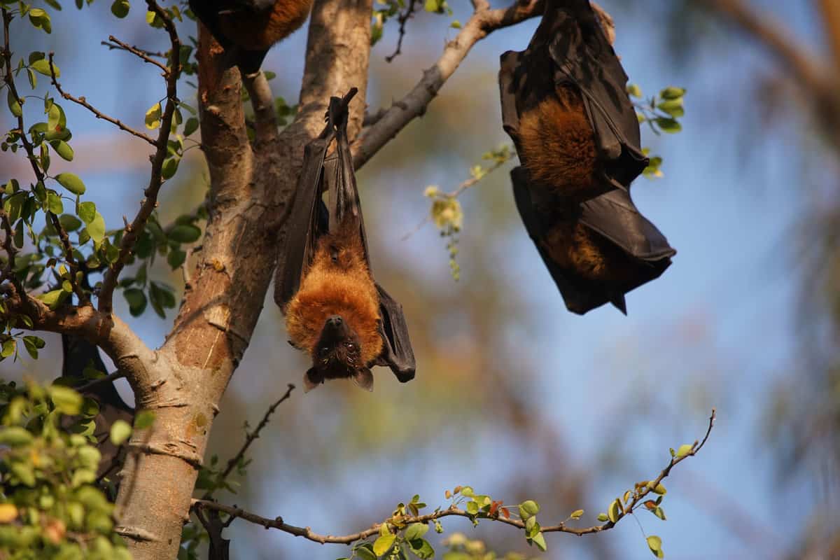 Bats photographed at night