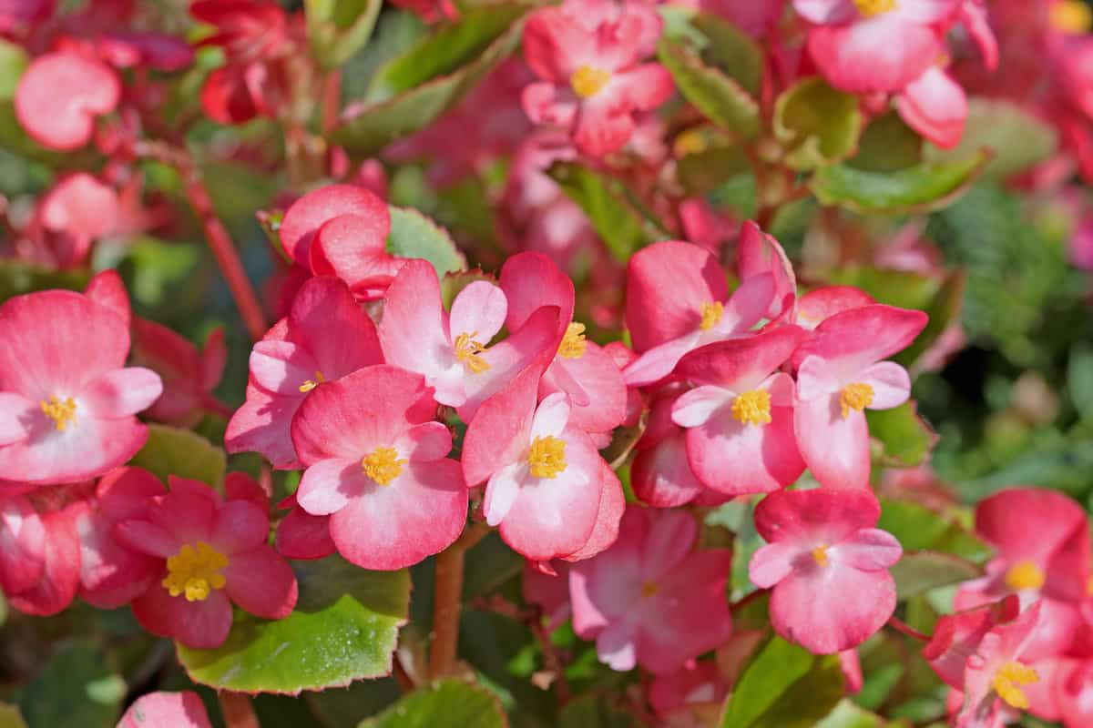 Pink leaves of a Begonia plant at the garden