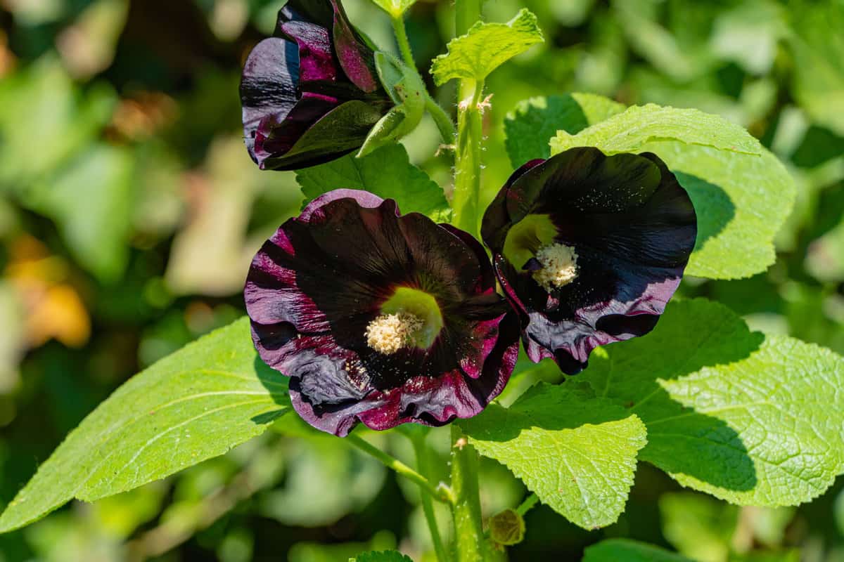 Stunning black Hollyhock flower