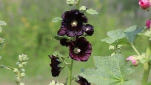 Gorgeous black Hollyhock flower, Gothic Gardens: 10 Black Plants that Defy the Norm - 1600x900