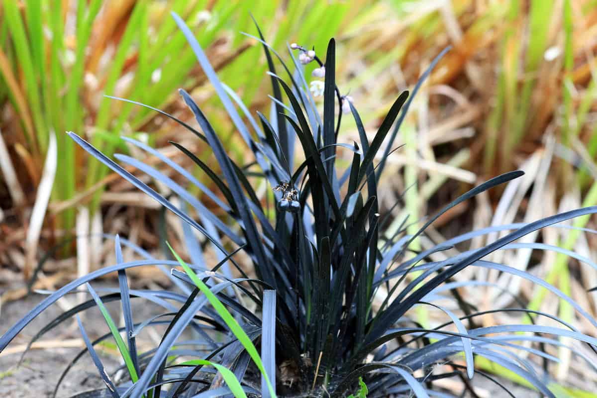 Gorgeous black mondo Grass