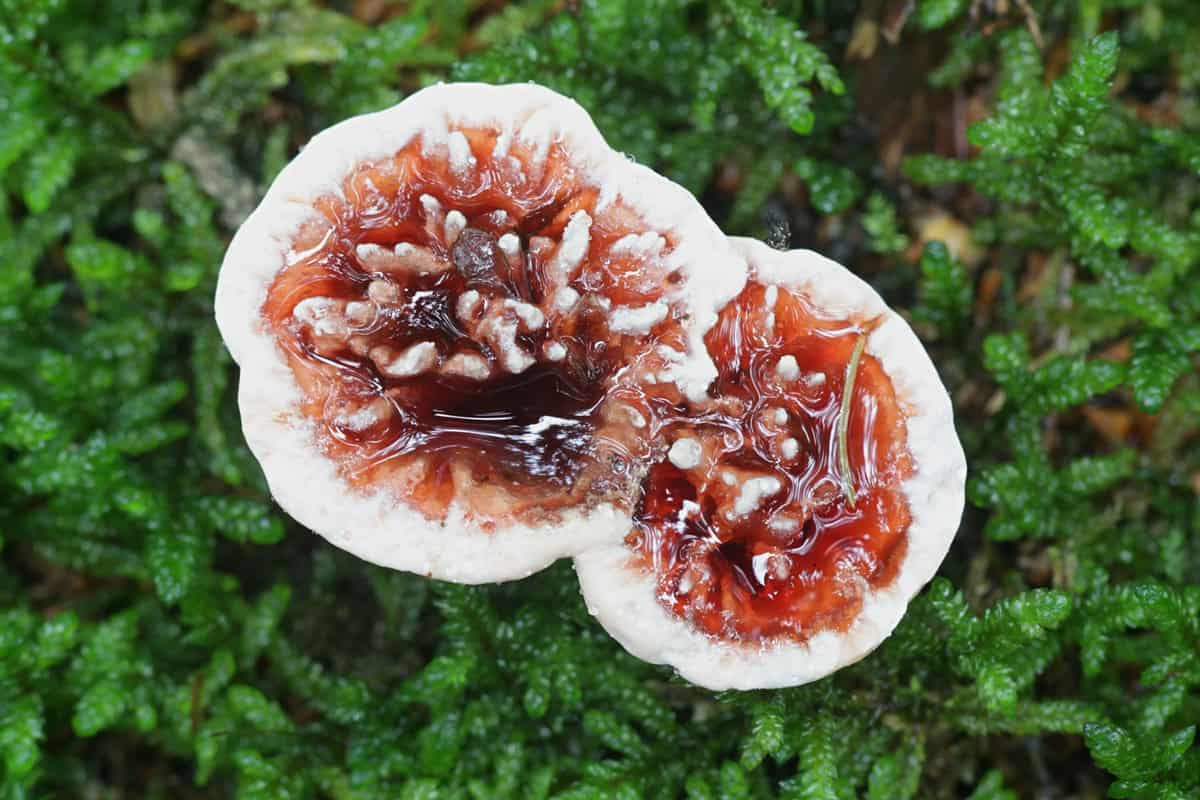 Bleeding Tooth Fungus photographed in great detail