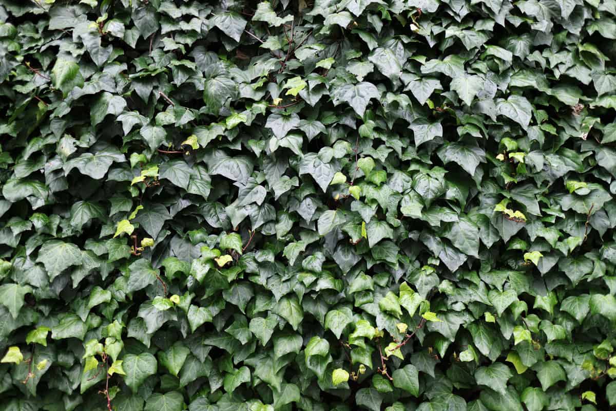 A wall filled with Canary Island Ivy