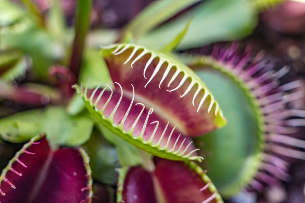 A Venus flytrap photographed in great detail