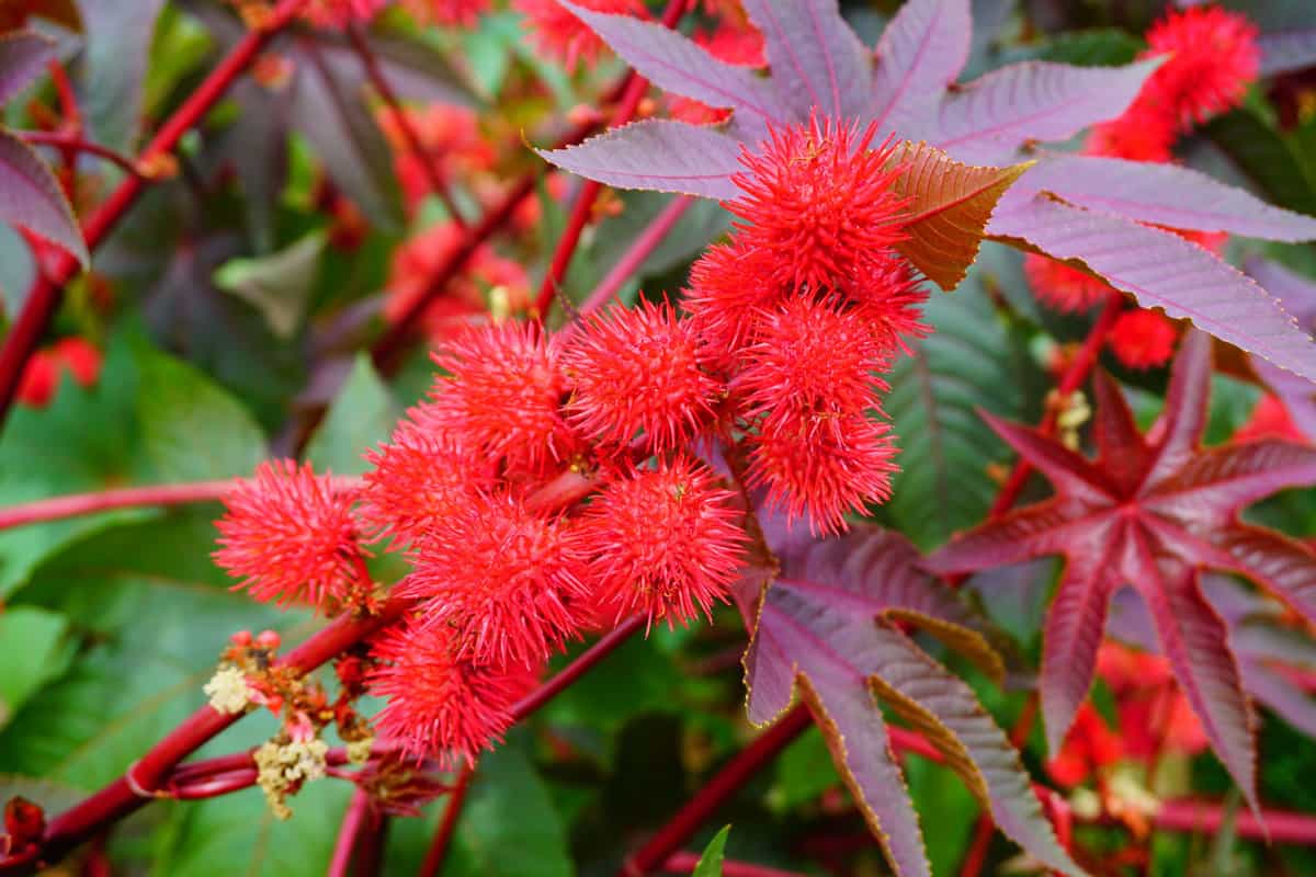 Bright red leaves of a Castor bean plant