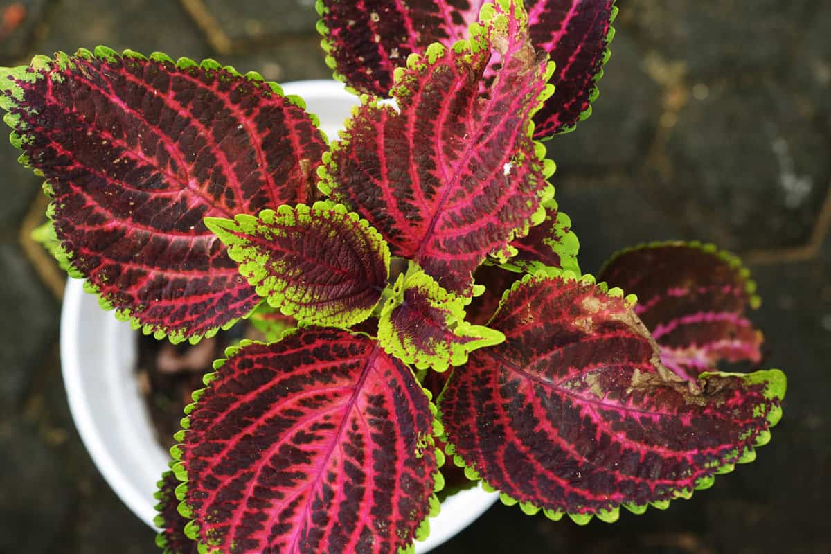  Gorgeous patterns of a Coleus plant
