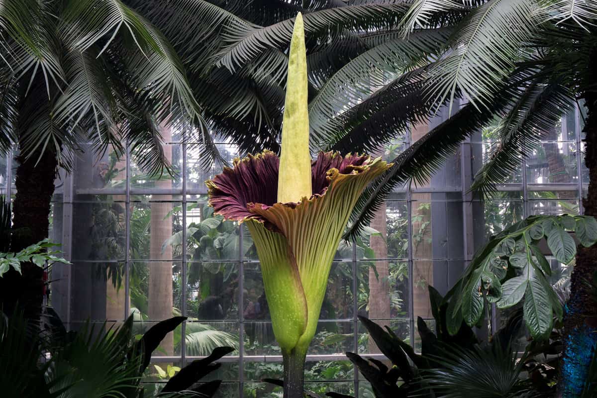 Corpse flower photographed at a huge garden
