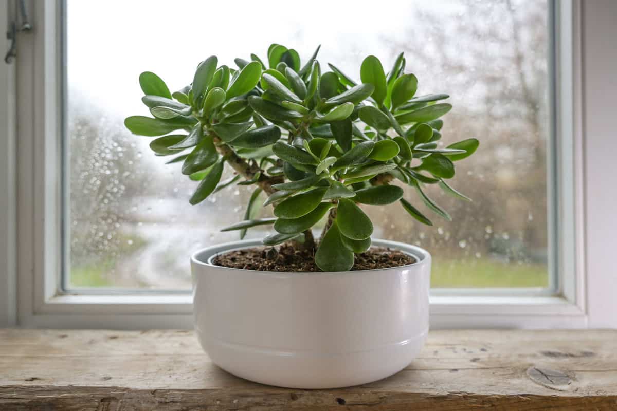 White-colored Crassula Ovata placed in the windowsill