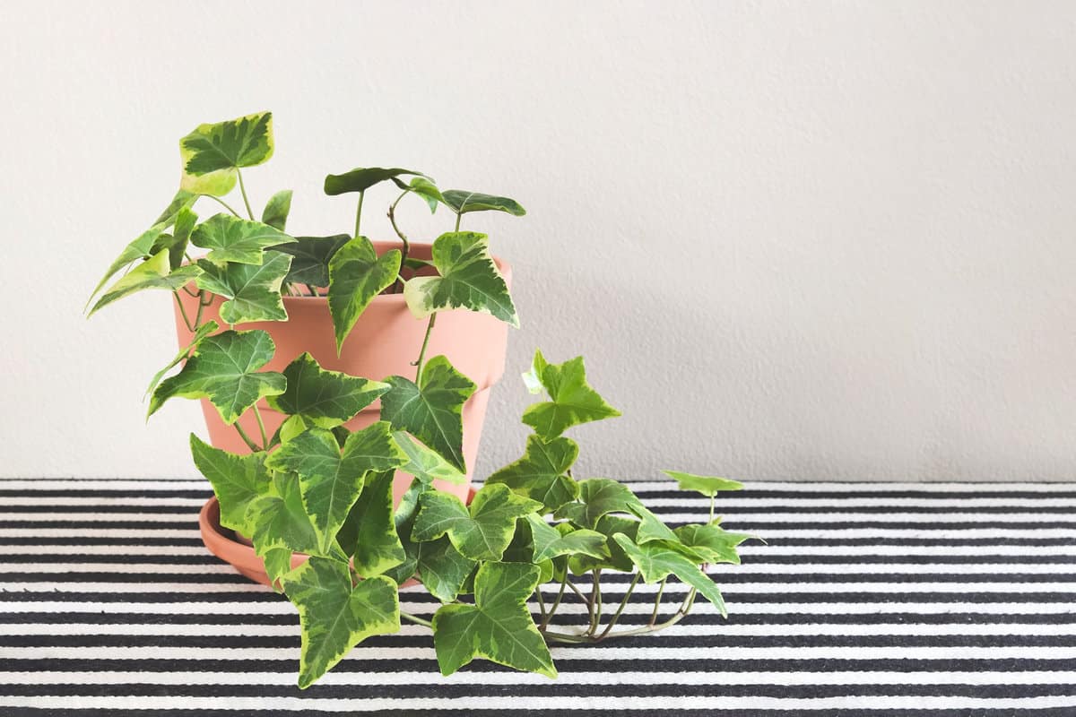 English ivy in a clay pot