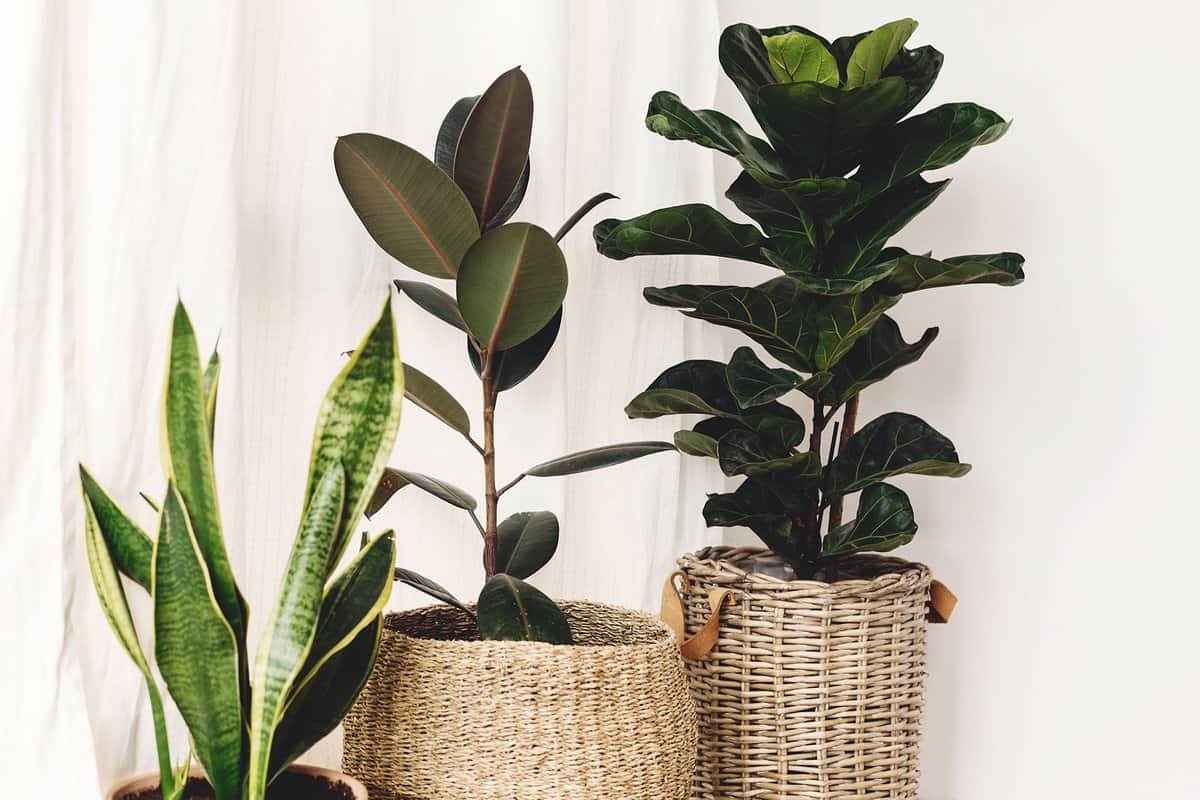 Fiddle leaf fig planted on a wooden wicker pot