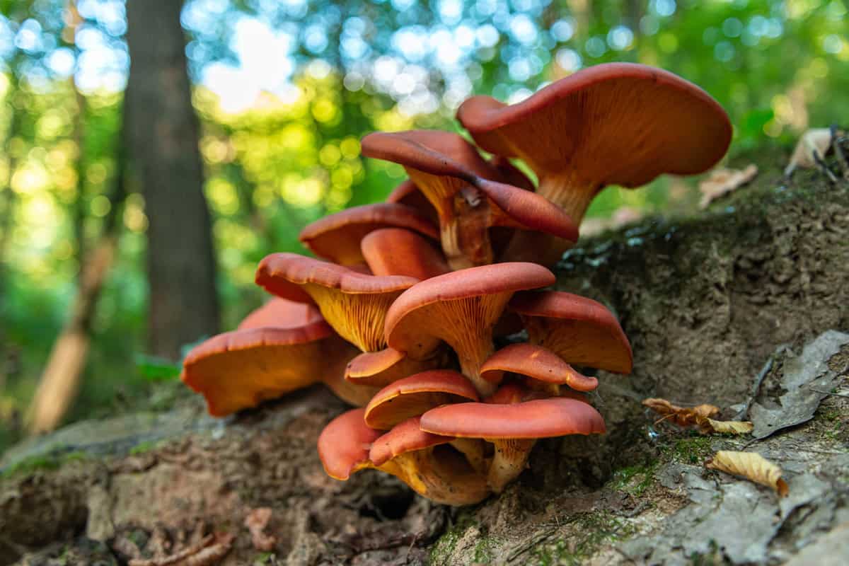 Jack-O'-Lantern Mushrooms