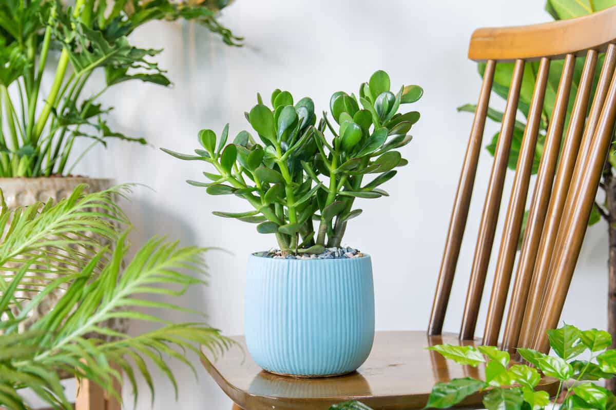A jade plant planted on a light blue colored pot