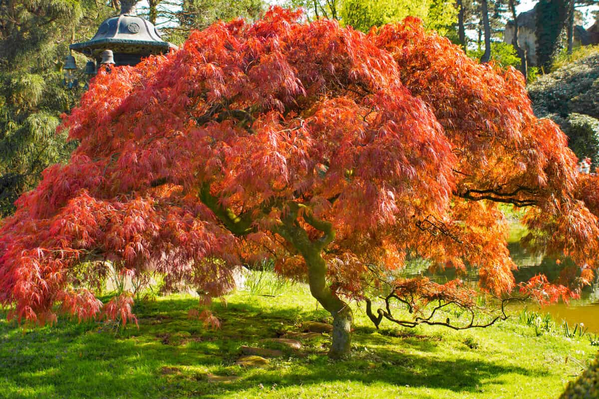 A Japanese maple tree in the garden