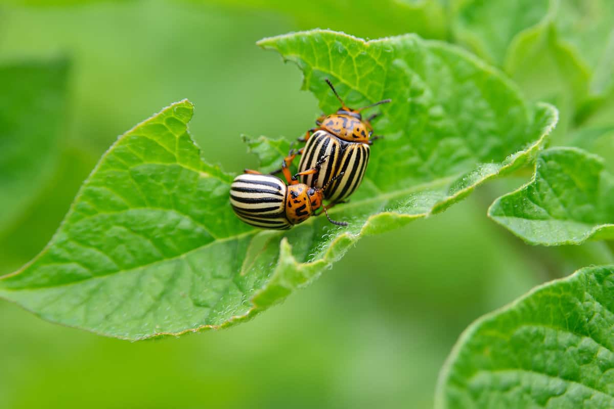 Bugs crawling in the leaves of the garden plants