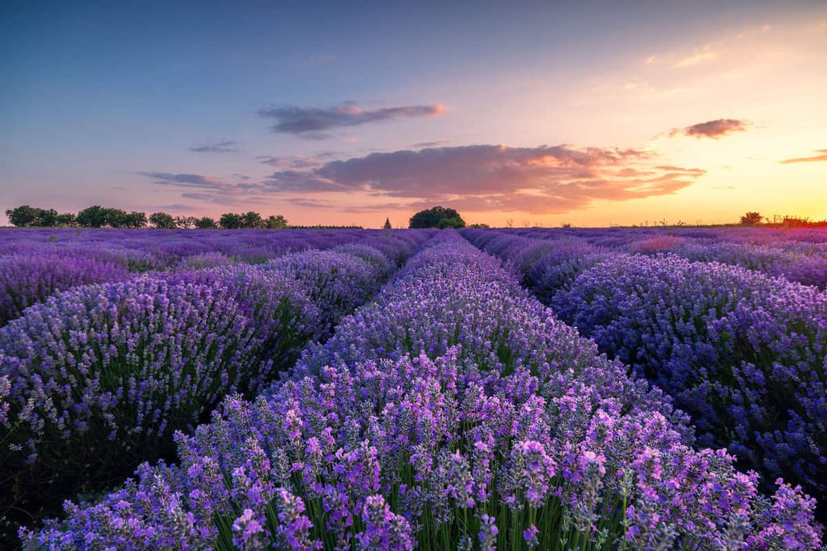 A small and gorgeous field of Lavender