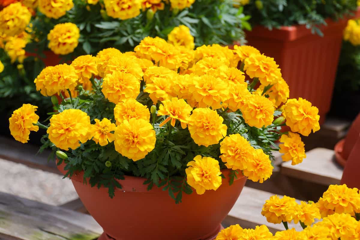 Yellow blooming Marigold planted in a clay pot