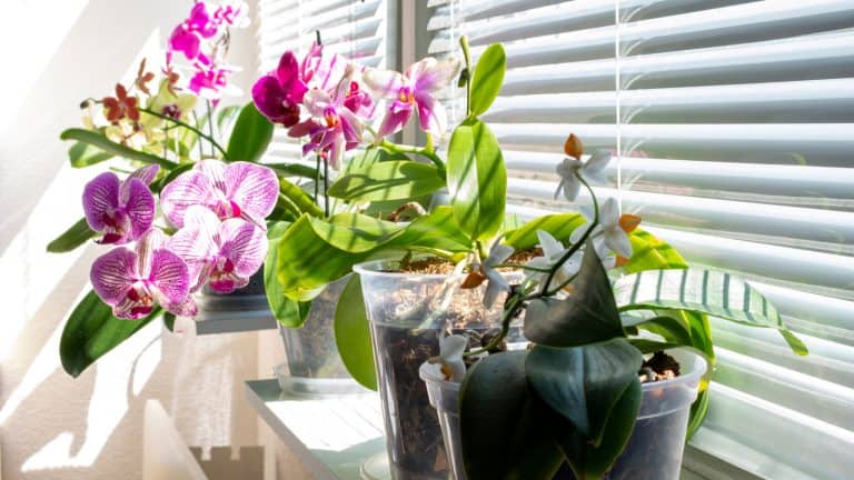 Gorgeous indoor orchid placed in the windowsill, Top 10 Lucky Plants For Bedroom: Based On Feng Shui, Vastu, Or Shastra - 1600x900