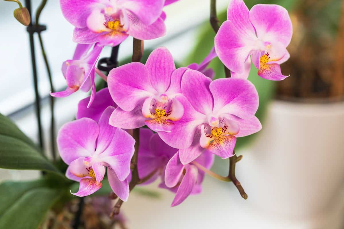 Blooming purple orchids placed in the living room