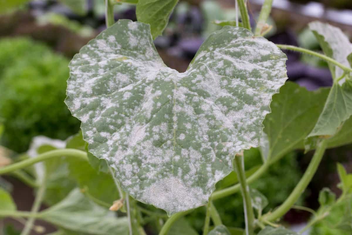 Up close photo of a Powdery Mildew at the garden