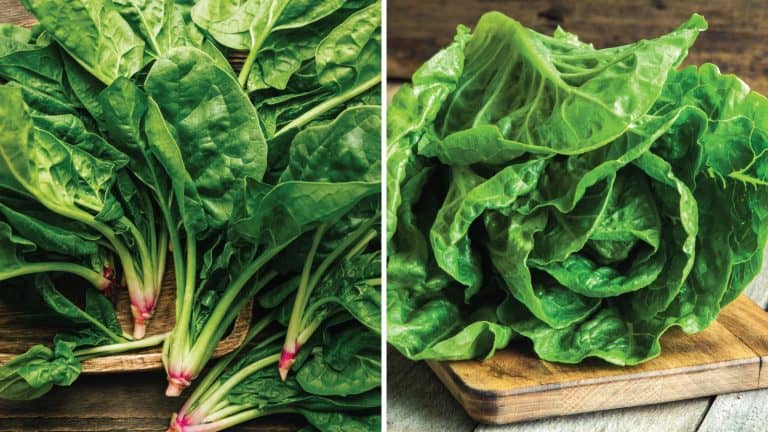 Collaged photo of romaine and spinach lettuce, Romaine Lettuce Versus Spinach - 1600x900