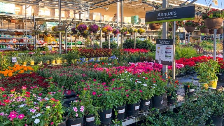 Rows of colorful flowers and plants for sale at a garden nursery , Are Plants Better At Lowes Or Home Depot? Quick Comparison 1600x900