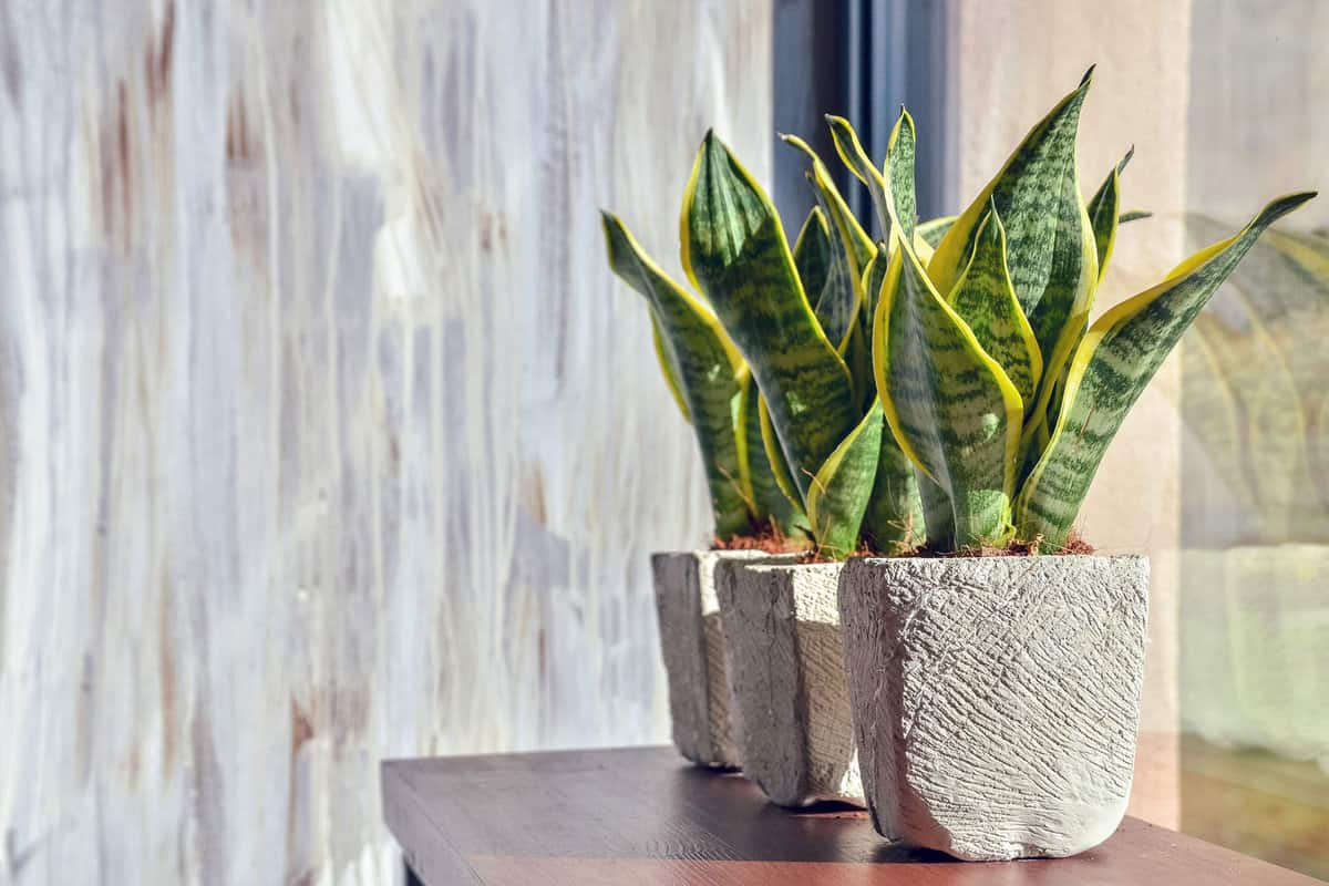 Three gorgeous snake plants planted in concrete pots near the windowsill
