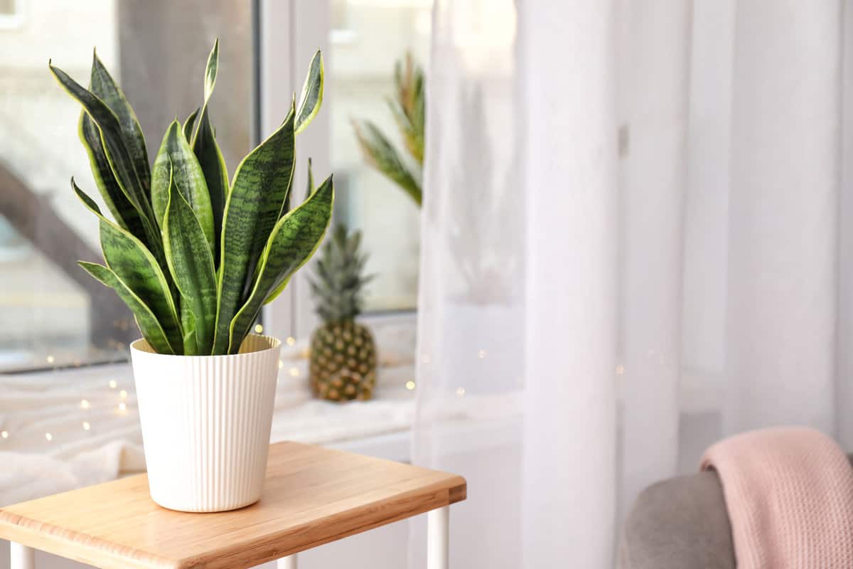 Gorgeous snake plant on a white pots inside the window