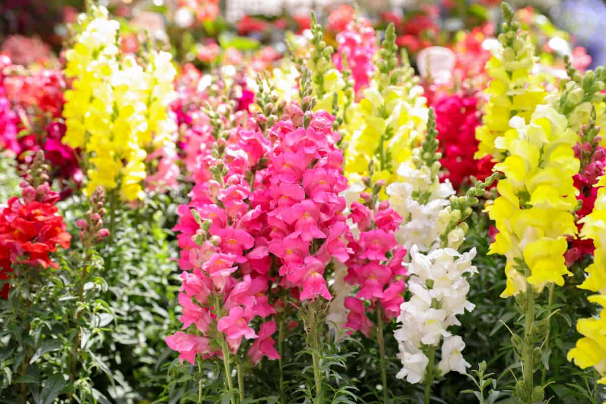 Snapdragon flowers in pink, red, white and yellow colors in the greek garden shop