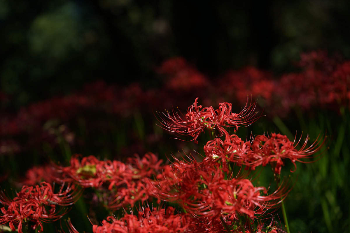 Glowing dark red flowers of a Spider lily