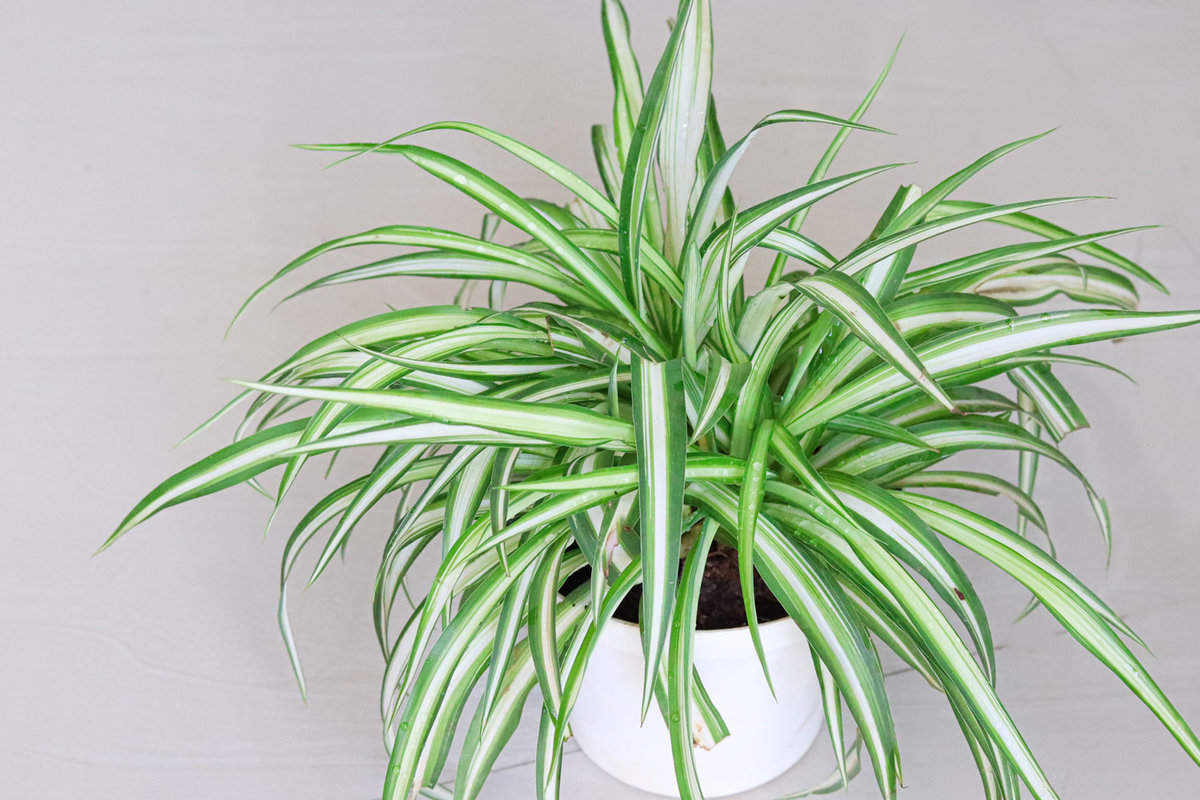Gorgeous Spider plant on a white pot inside the house