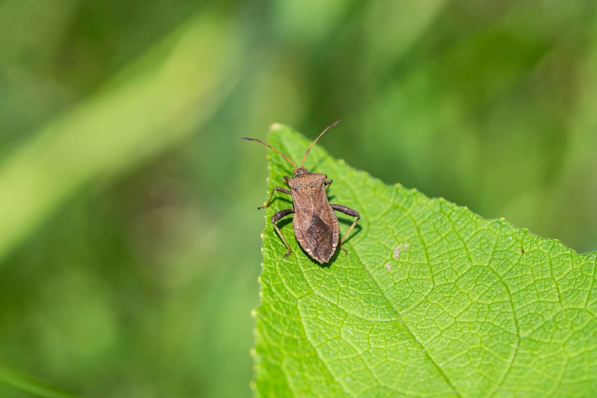 Detailed photo of a Squash bug in the garden