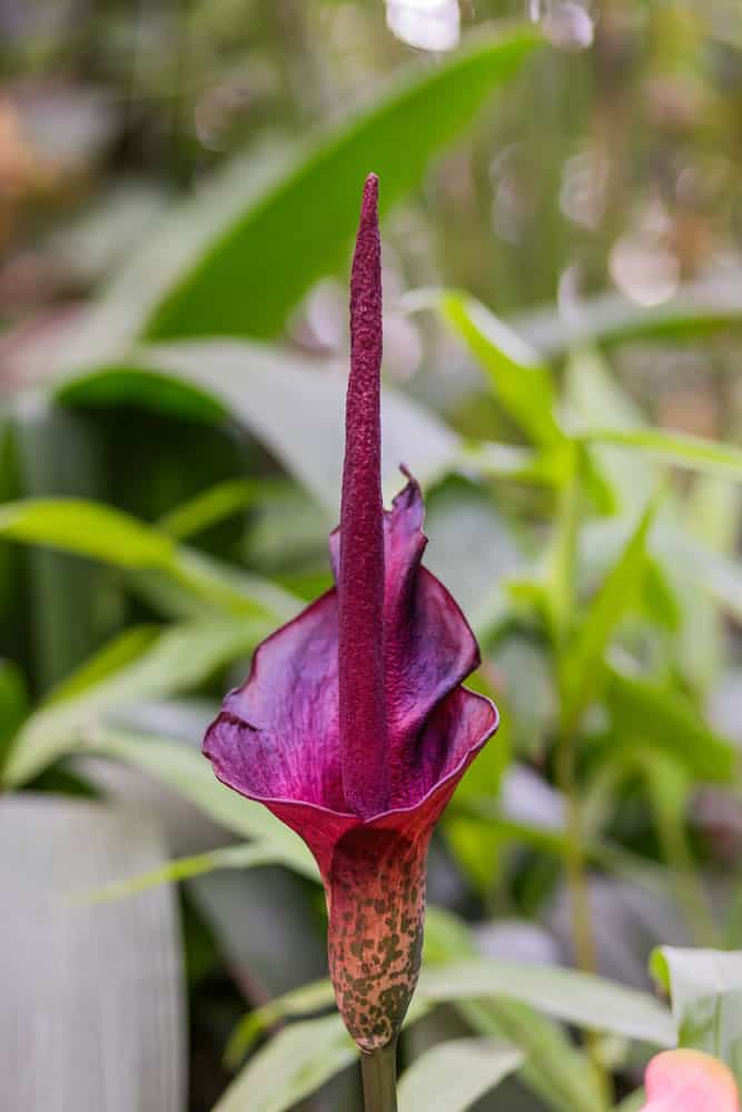 Tall dark Voodoo lily