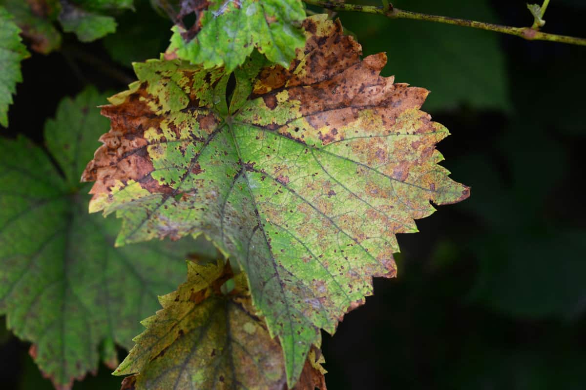 Detailed photo of a Yellow vine disease