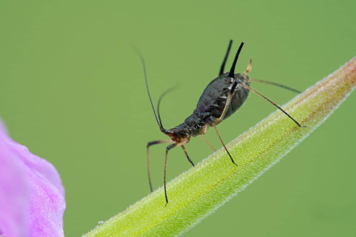 close-up of a tiny female black aphid, Family Aphididae, sucking juices from the stem of a geranium flower, side view