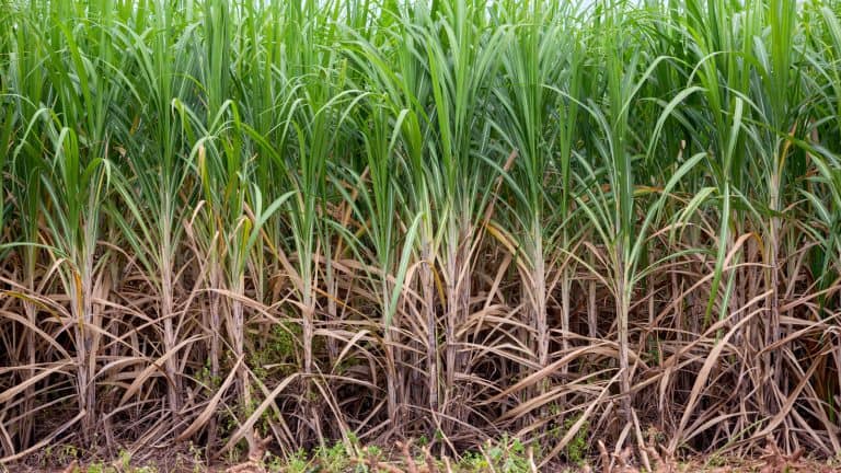 A plantation of sugarcane, Does Sugarcane Have Invasive Roots - 1600x900