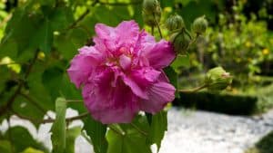 A gorgeous rose of Sharon flower glowing pink in the garden, Does Rose Of Sharon Have Invasive Roots - 1600x900