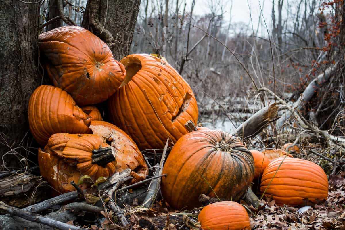 Composted pumpkins