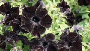 Gorgeous black colored petunias, Black Pansy Flowers [Types, Care Tips An, d Pictures] - 1600x900