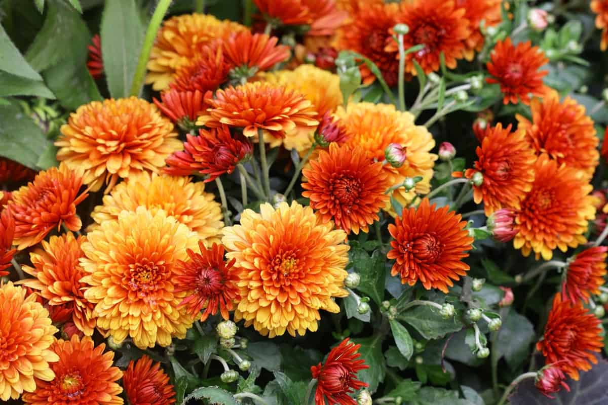 Bright red and yellow blooming Chrysanthemums in the garden