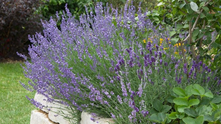 Gorgeous blooming purple lavender in the garden, Does Lavender Have Invasive Roots? - 1600x900