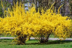 Gorgeous yellow leaves of a Forsythia tree, Does Forsythia Have Invasive Roots? - 1600x900